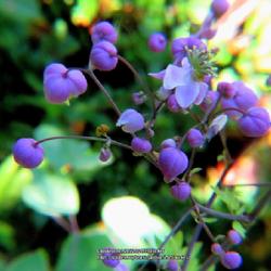 Location: Southern Pines, NC (Boyd House garden)
Date: July 17, 2022
Lavender Mist Meadow Rue #73 nn; LHB page 391, 70-3-?, "Old Greek