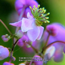 Location: Southern Pines, NC (Boyd House garden)
Date: July 17, 2022
Lavender Mist Meadow Rue #73 nn; LHB page 391, 70-3-?, "Old Greek
