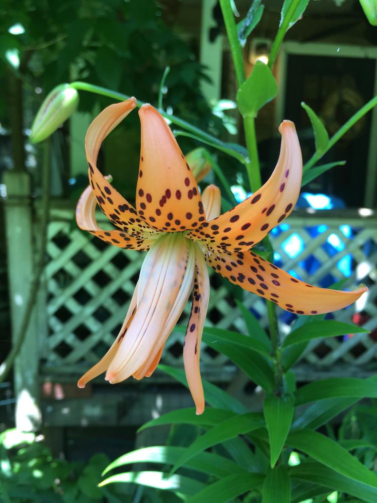 Photo of Double Tiger Lily (Lilium lancifolium 'Flore Pleno') uploaded by antsinmypants