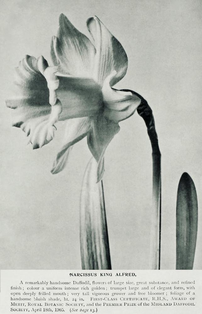 Photo of Trumpet Narcissus (Narcissus 'King Alfred') uploaded by scvirginia