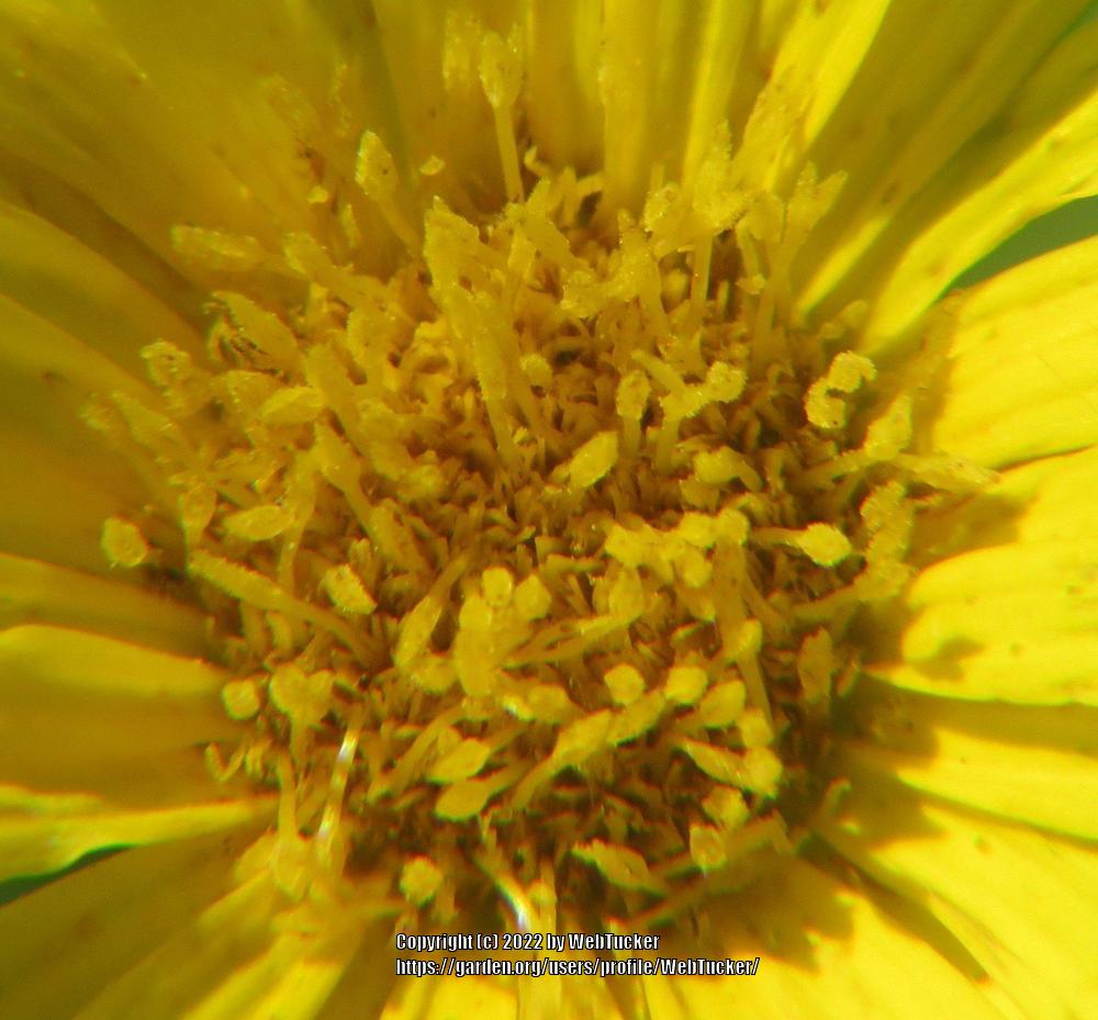 Photo of Camphor Weed (Heterotheca subaxillaris) uploaded by WebTucker