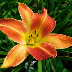 Location: Eagle Bay, New York
Date: 2022-07-19
Daylily (Hemerocallis 'Travers'), purchased 2021 from AHS Display