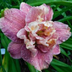 Location: Eagle Bay, New York
Date: 2022-07-19
Daylily (Hemerocallis 'Spotted Fever') after the rain