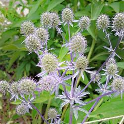 Location: Ann Arbor, Michigan
Date: 2022-07-16
Sea Holly. Proud to have nurtured these from winter sown seed.