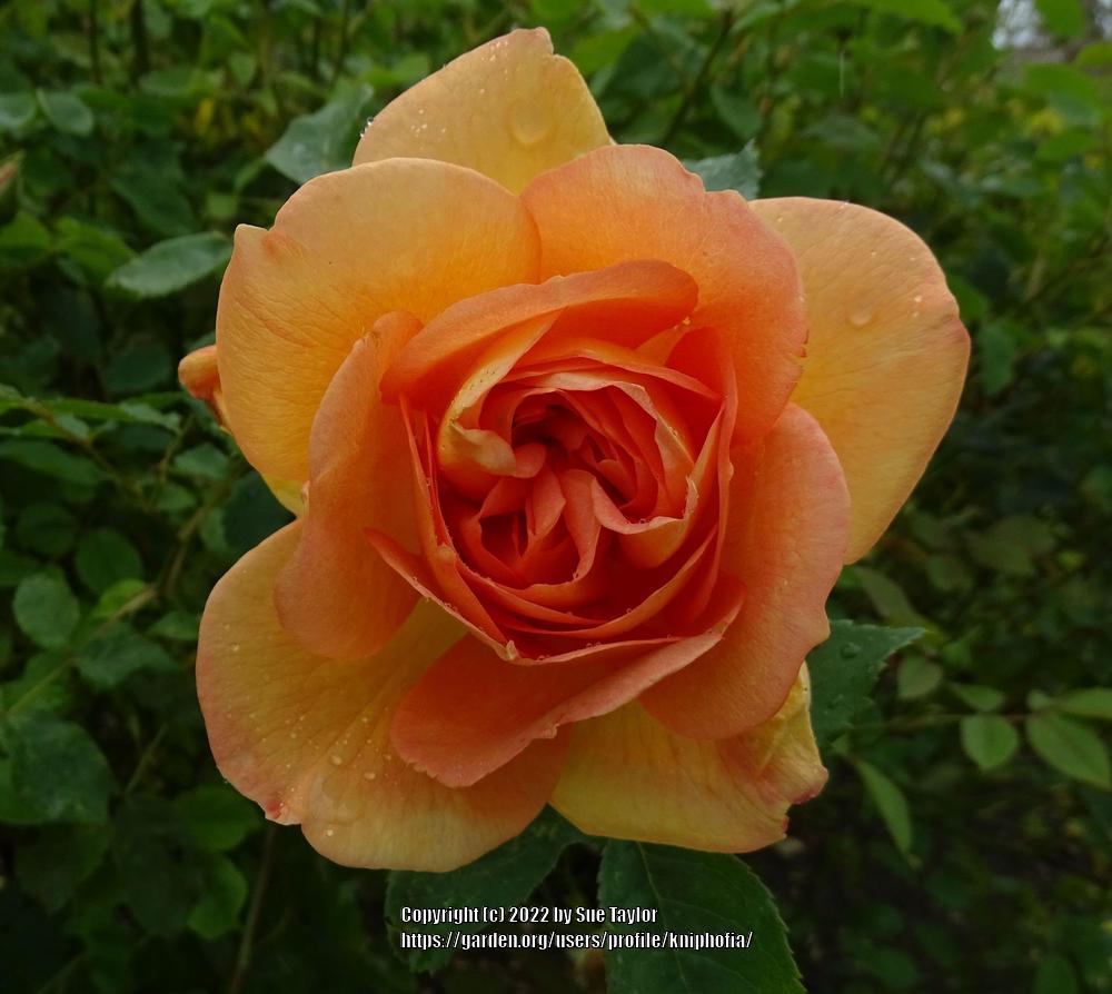 Photo of English Shrub Rose (Rosa 'Lady of Shalott') uploaded by kniphofia