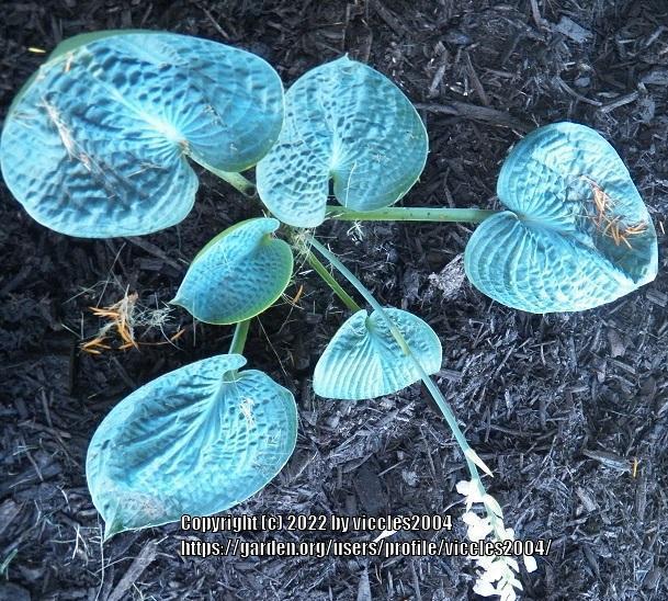 Photo of Hosta 'Big Daddy' uploaded by viccles2004