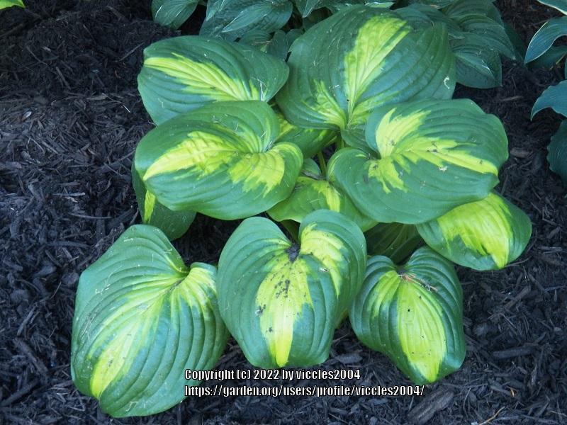 Photo of Hosta 'Cathedral Windows' uploaded by viccles2004
