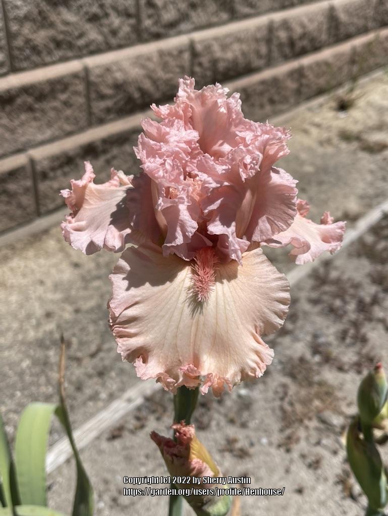 Photo of Tall Bearded Iris (Iris 'Strawberry Shake') uploaded by Henhouse