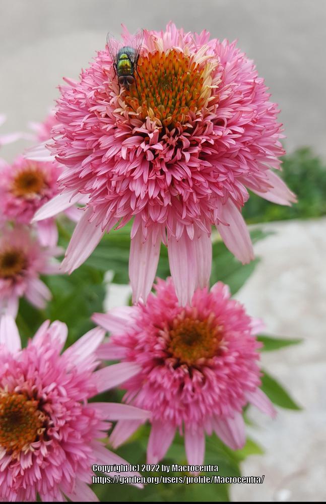 Photo of Coneflower (Echinacea Cone-fections™ Butterfly Kisses) uploaded by Macrocentra