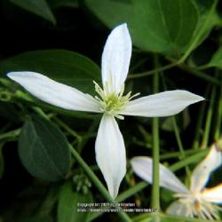 Location: Aberdeen, NC Pages Lake park
Date: July 19, 2022
Sweet Autumn Clematis #281; LHB page 391, 70-1-3, "An old Greek n