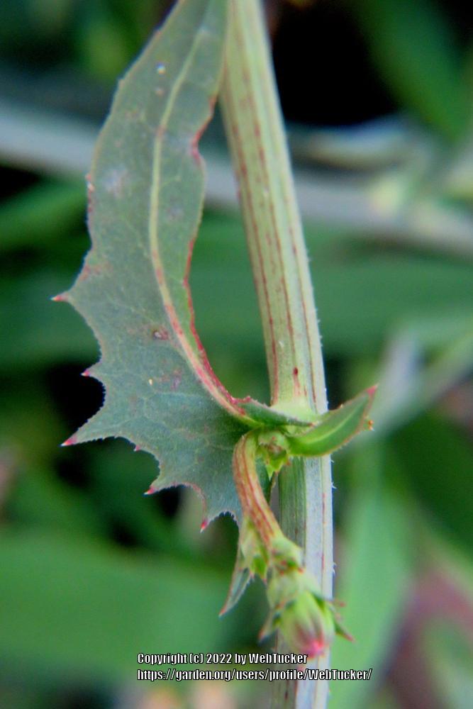 Photo of Chicory (Cichorium intybus) uploaded by WebTucker