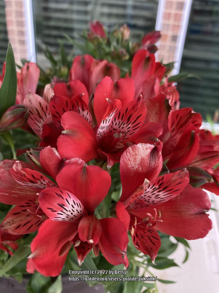 Photo of Peruvian Lilies (Alstroemeria) uploaded by piksihk