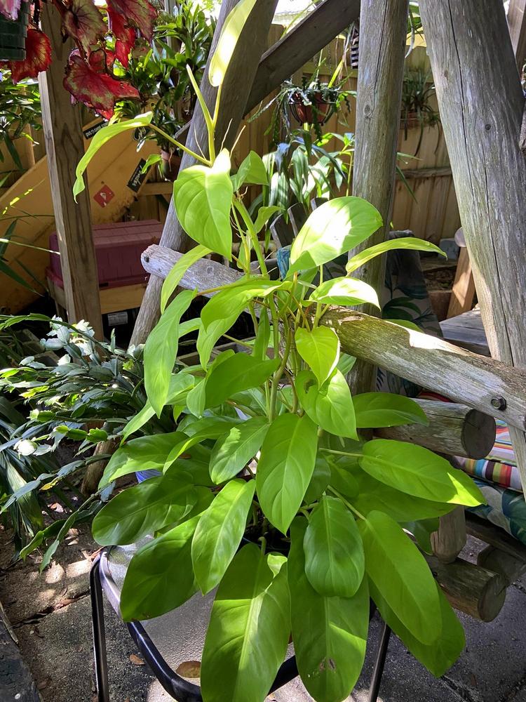 Photo of Philodendron 'Lemon Lime' uploaded by sunkissed