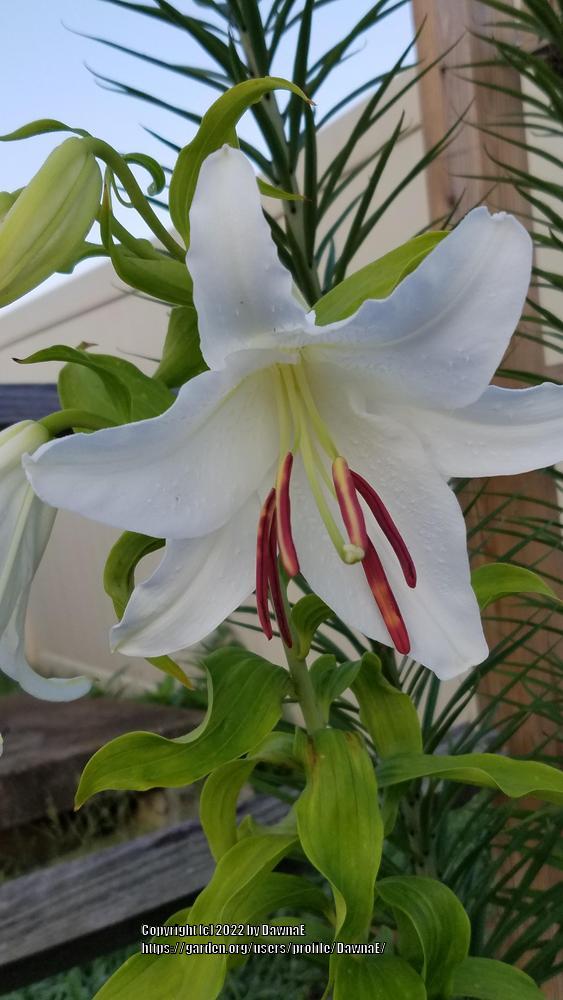 Photo of Oriental Lily (Lilium 'Casa Blanca') uploaded by DawnaE