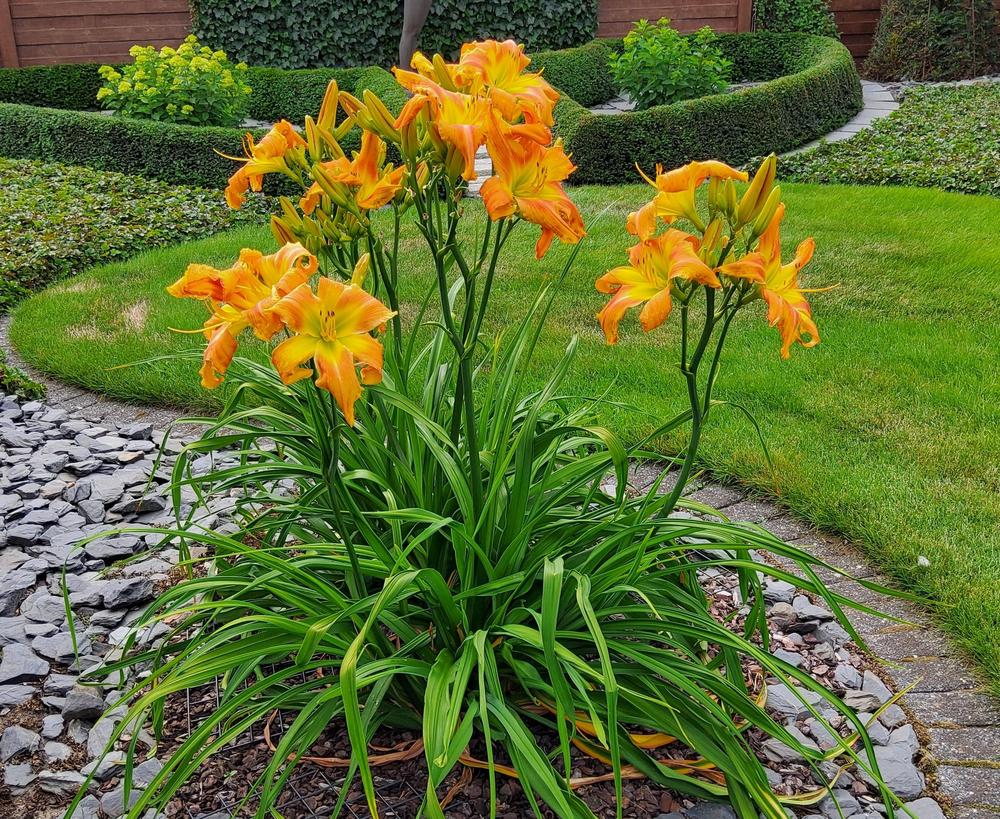 Photo of Daylily (Hemerocallis 'Mean Green') uploaded by Ronny07