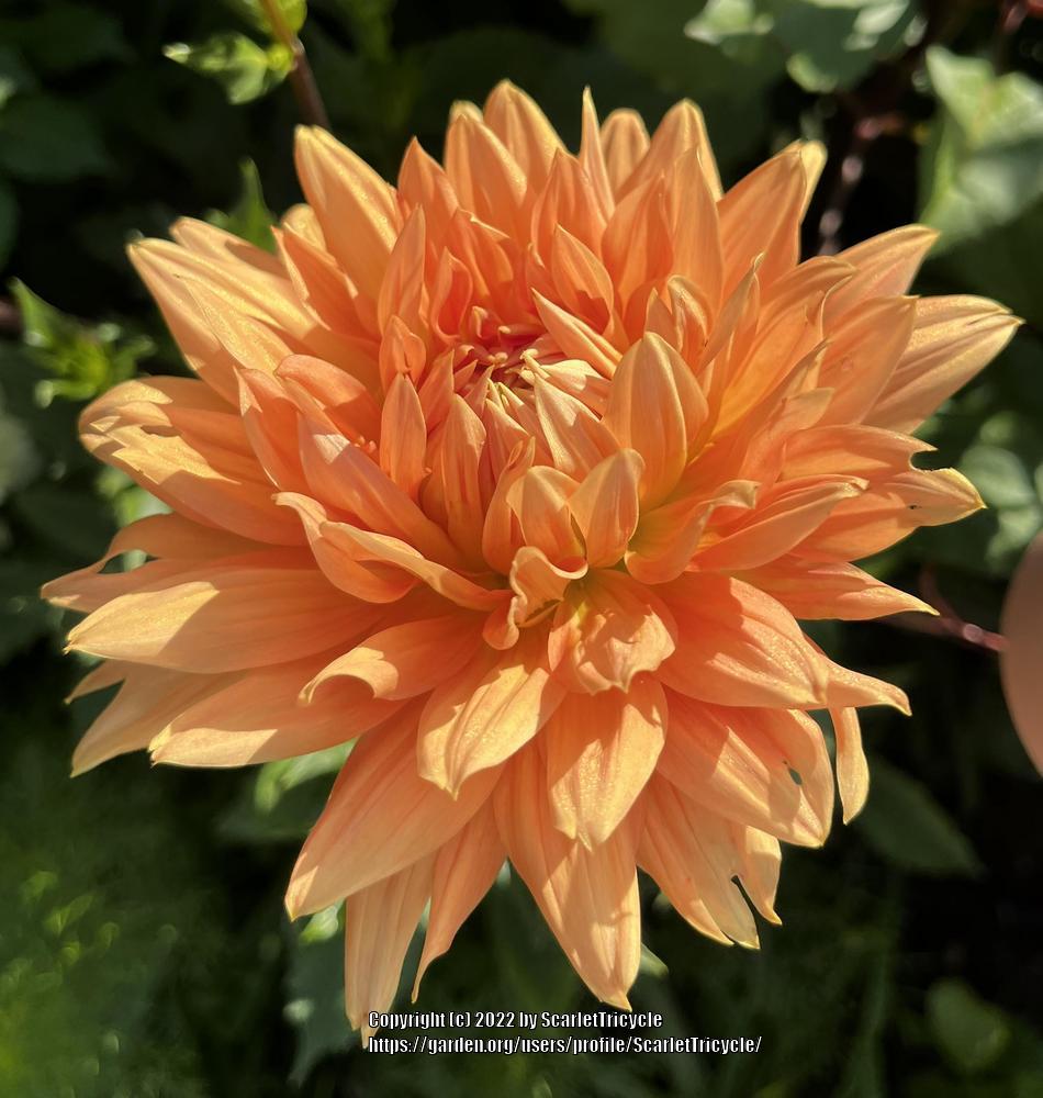 Photo of Dahlia 'Motto' uploaded by ScarletTricycle