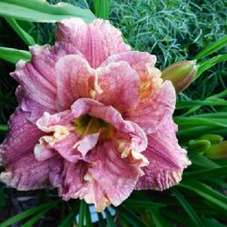 Location: Eagle Bay, New York
Date: 2022-07-21
Daylily (Hemerocallis 'Spotted Fever') bloom and buds