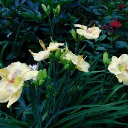Location: Eagle Bay, New York
Date: 2022-07-21
Daylily (Hemerocallis 'Etched Eyes') scapes, buds and blooms