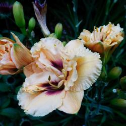 Location: Eagle Bay, New York
Date: 2022-07-21
Daylily (Hemerocallis 'Dewy Sweet') blooms and buds