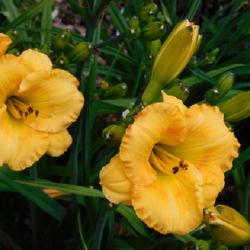 Location: Eagle Bay, New York
Date: 2022-07-21
Daylily (Hemerocallis 'Coyote Moon') loaded with buds