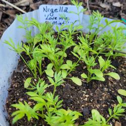 Location: Ann Arbor, Michigan
Date: 2022-05-17
Nigella, Love in a Mist Sprouted in Winter-Sowing container