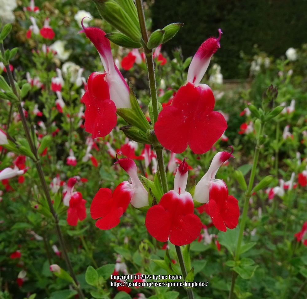 Photo of Blackcurrant Sage (Salvia microphylla 'Hot Lips') uploaded by kniphofia