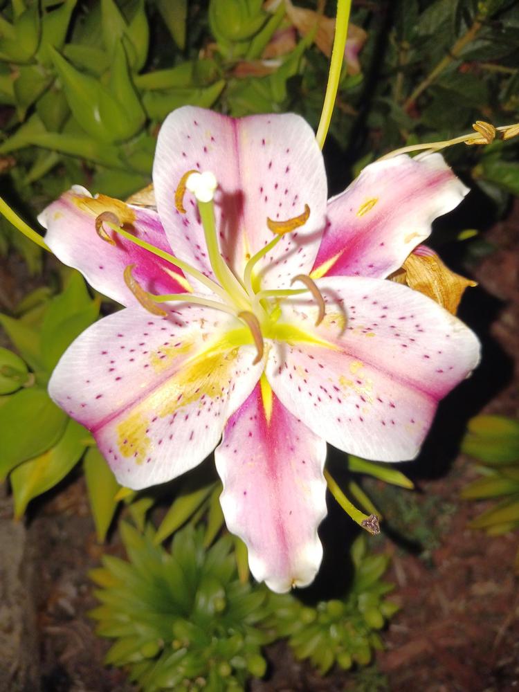Photo of Oriental Lily (Lilium 'Star Gazer') uploaded by AnthonyF
