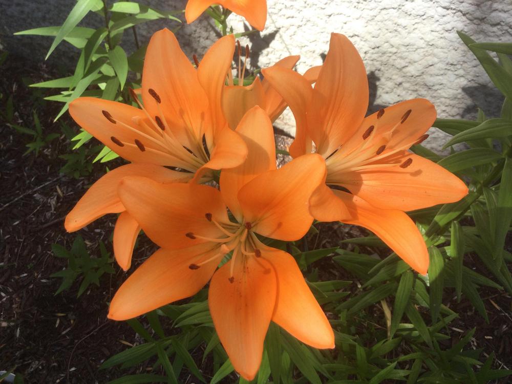 Photo of Lily (Lilium 'Madrid') uploaded by DebbieC