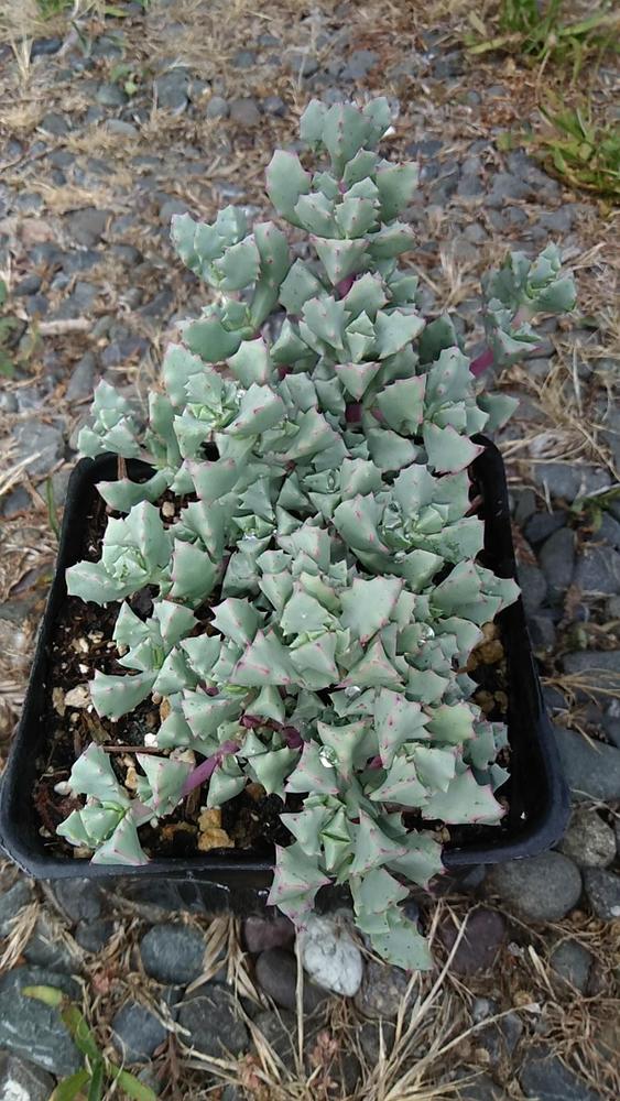 Photo of Pink Ice Plant (Oscularia deltoides) uploaded by Humboldt