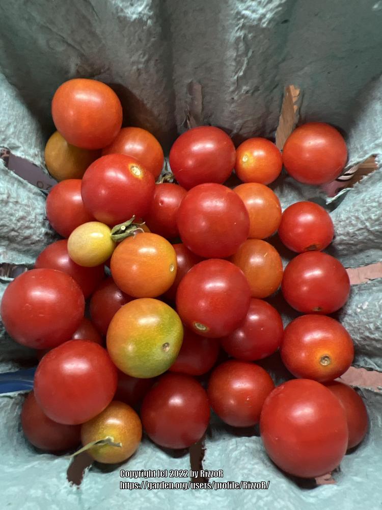 Photo of Tomato (Solanum lycopersicum 'Matt's Wild Cherry') uploaded by RizzoR