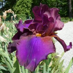 Location: Botanical Garden, Faculty of Science, Zagreb, Croatia
Date: 2022-05-27
Iris TB 'Pagan'
