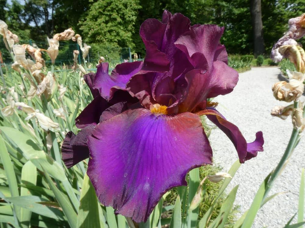 Photo of Tall Bearded Iris (Iris 'Pagan') uploaded by Sanja