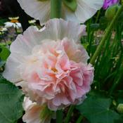 Hollyhock (Alcea rosea 'Chater's Pink') Pink Parfait