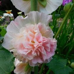 Location: Eagle Bay, New York
Date: 2022-07-21
Hollyhock (Alcea rosea 'Chater's Pink') Pink Parfait