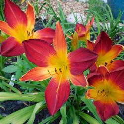 Location: Eagle Bay, New York
Date: 2022-07-21
Daylily (Hemerocallis 'Open Hearth') moved this year, still bloom