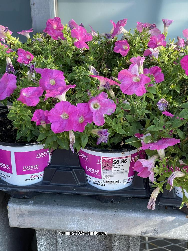 Photo of Multiflora Spreading/Trailing Petunia (Petunia Easy Wave® Pink ) uploaded by sedumzz