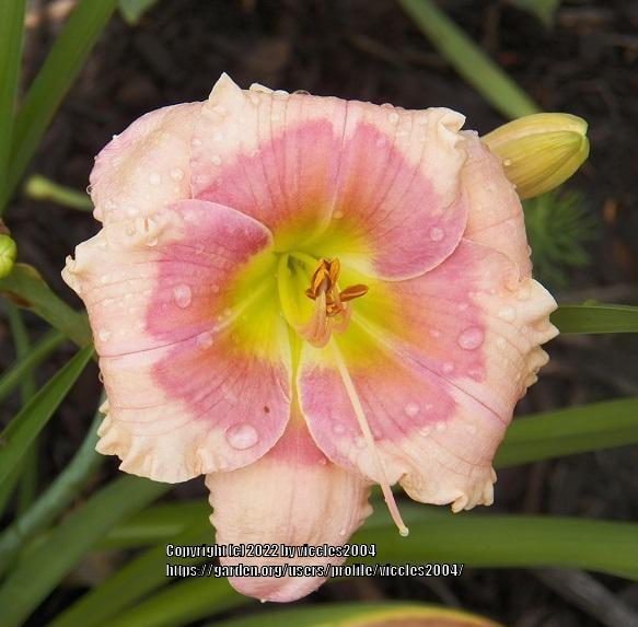 Photo of Daylily (Hemerocallis 'Janice Brown') uploaded by viccles2004