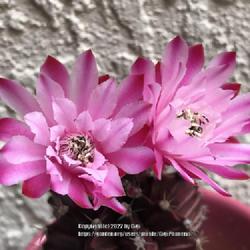 Location: My garden in Tampa, Florida
Date: 2022-07-23
Gorgeous bloom of my grafted moon cactus.