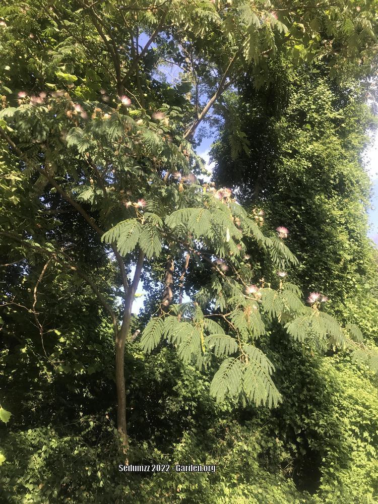 Photo of Mimosa Tree (Albizia julibrissin) uploaded by sedumzz