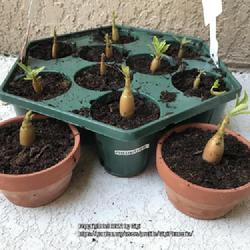 Location: My garden in Tampa, Florida
Date: 2022-07-24
Three months seedling of Sapphre, central root pruned and repotte