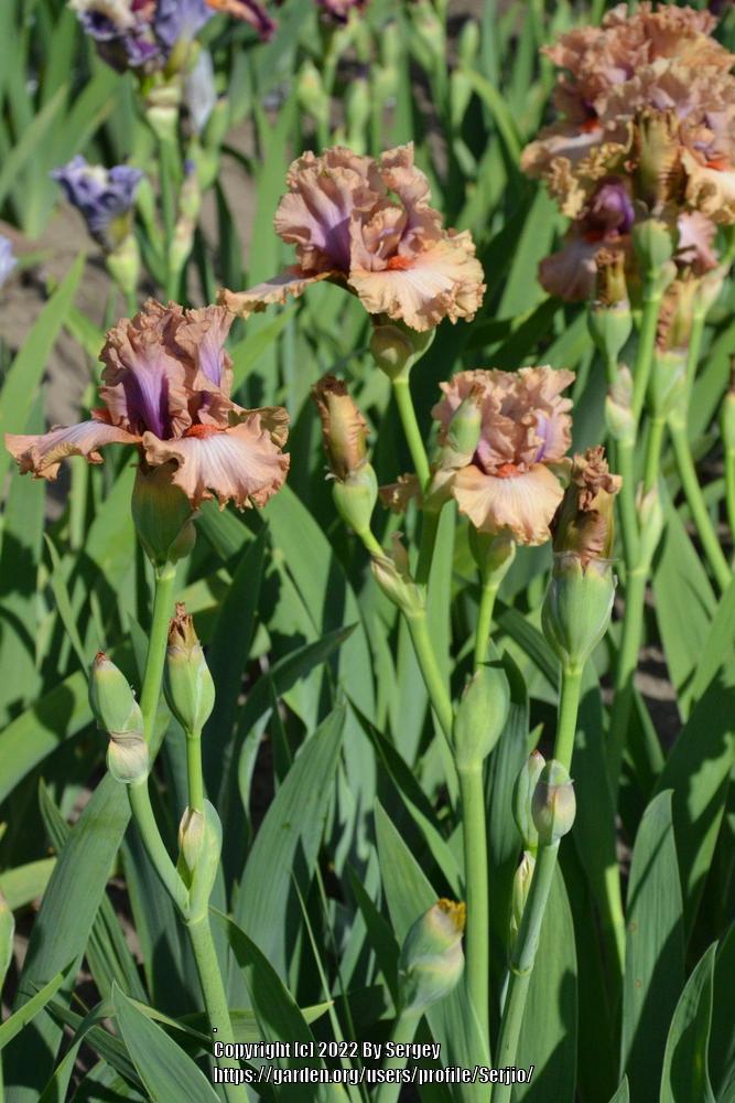Photo of Tall Bearded Iris (Iris 'Pretty as a Picture') uploaded by Serjio