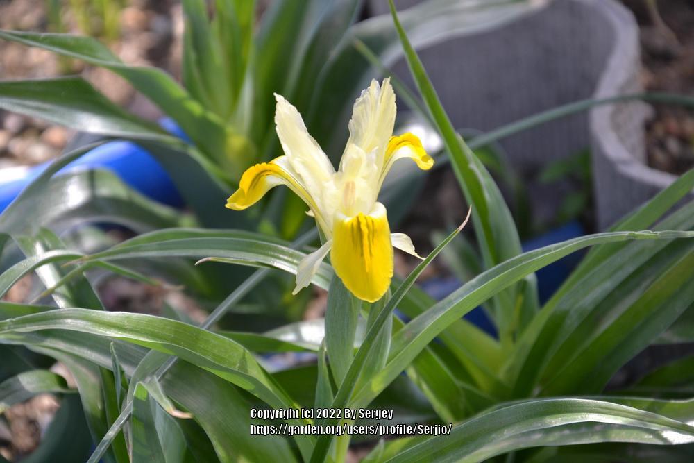 Photo of Juno Iris (Iris bucharica) uploaded by Serjio