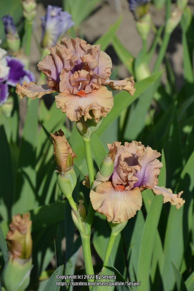 Photo of Tall Bearded Iris (Iris 'Pretty as a Picture') uploaded by Serjio