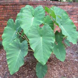 Location: Southern Pines, NC (Boyd House garden)
Date: July 23, 2022
Elephant ears number 76NN. LHB page 189, 29-2 —?, "Variant of C