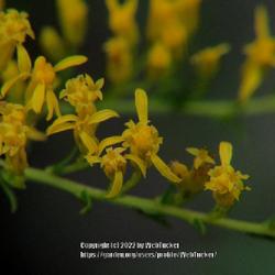 Location: Hoffman, NC (Broad acre lake)
Date: July 21, 2022
Sweet Goldenrod #287; RAB page 1092, 179-49-24. AG page 249, 55-1