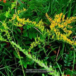 Location: Hoffman, NC (Broad acre lake)
Date: July 21, 2022
Sweet Goldenrod #287; RAB page 1092, 179-49-24. AG page 249, 55-1