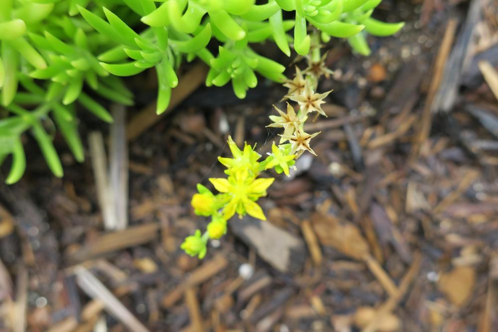 Photo of Stonecrop (Petrosedum Lemon Coral™) uploaded by 2Dogsmother