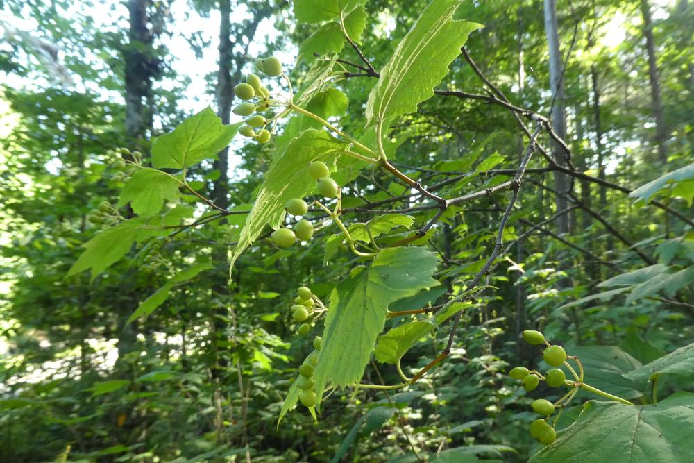 Photo of Mapleleaf Viburnum (Viburnum acerifolium) uploaded by LoriMT