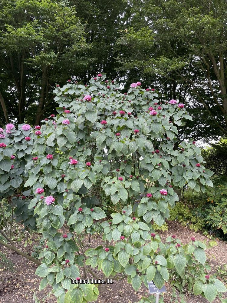 Photo of Cashmere Bouquet (Clerodendrum bungei) uploaded by RachaelHunter