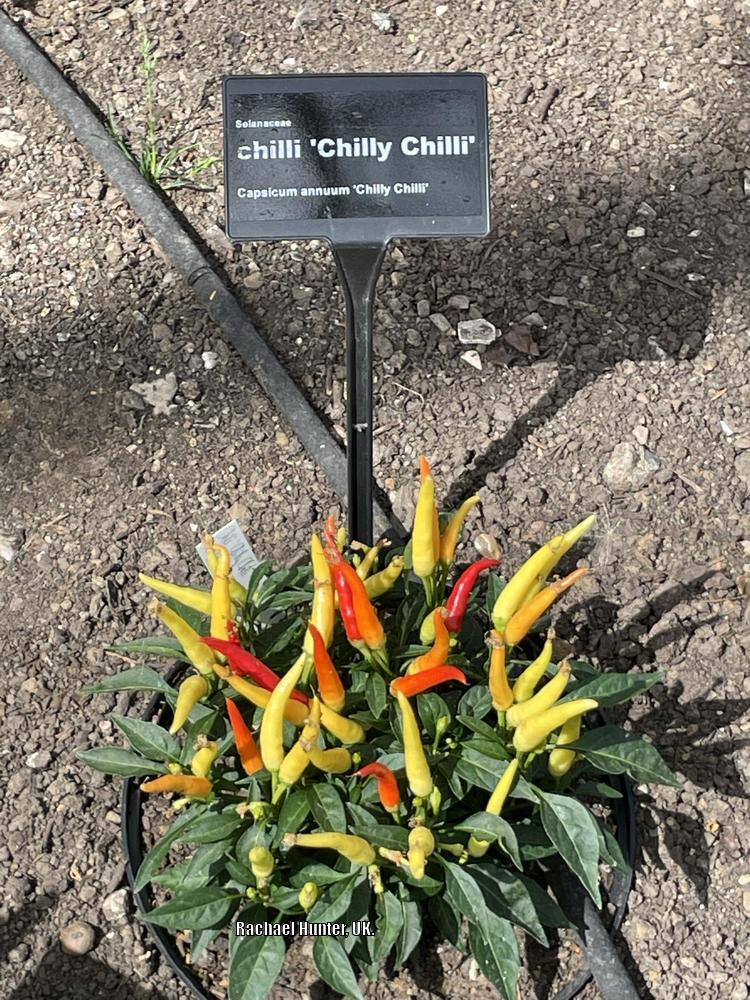 Photo of Ornamental Pepper (Capsicum annuum 'Chilly Chili') uploaded by RachaelHunter